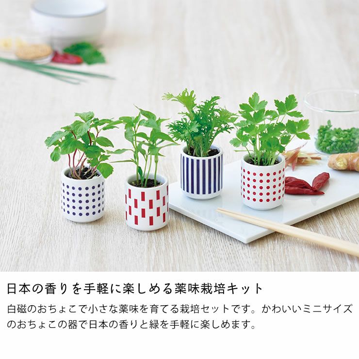 観葉植物 おちょこで薬味栽培セット 栽培キット オーナメント・置物