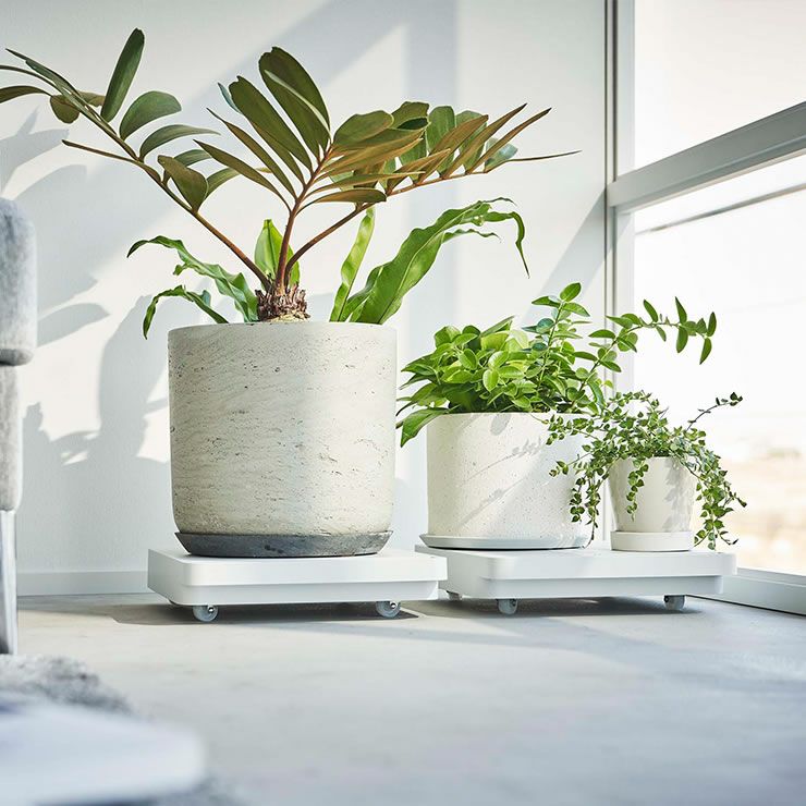 重たい観葉植物の移動もらくにできる山崎実業の自立する台車