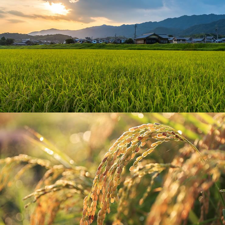 瀬戸内の稲穂が金色のさざ波のように風にそよぐイメージ