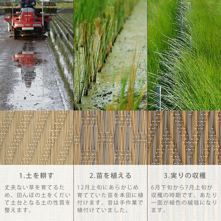 岡山・倉敷の産業を支えてきたい草の栽培風景のイメージ