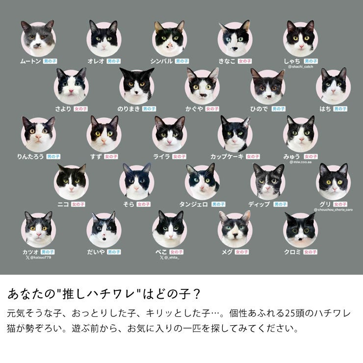 25匹の猫のカードで遊べるハチワレあわせ