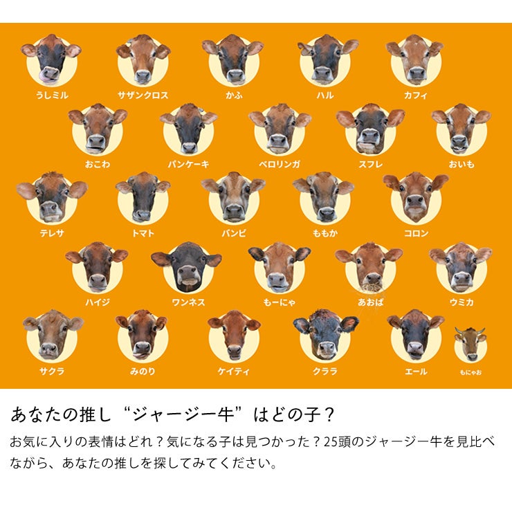 25頭の牛のカードで遊べる牛あわせ(ジャージー)