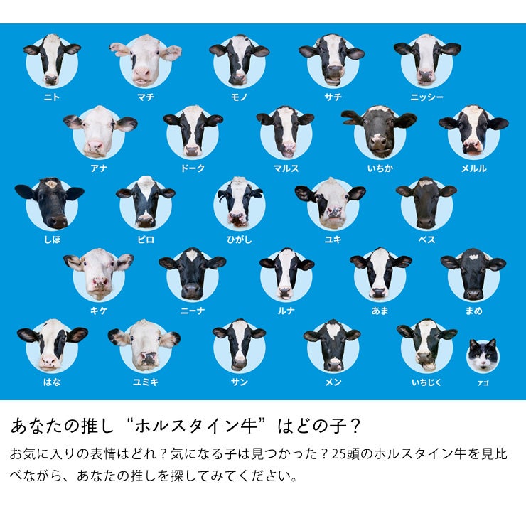 25頭の牛のカードで遊べる牛あわせ(ホルスタイン)