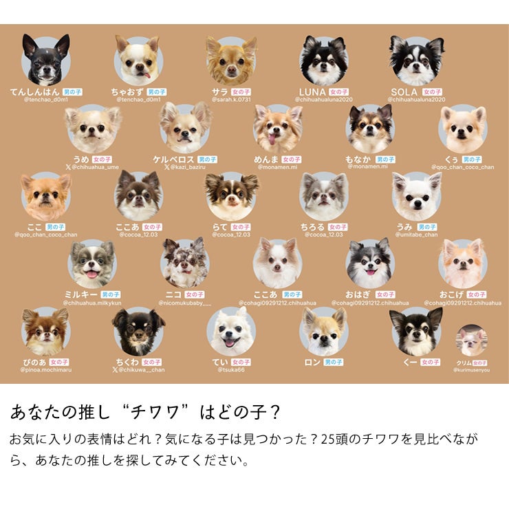 25匹のチワワのカードで遊べるチワワあわせ