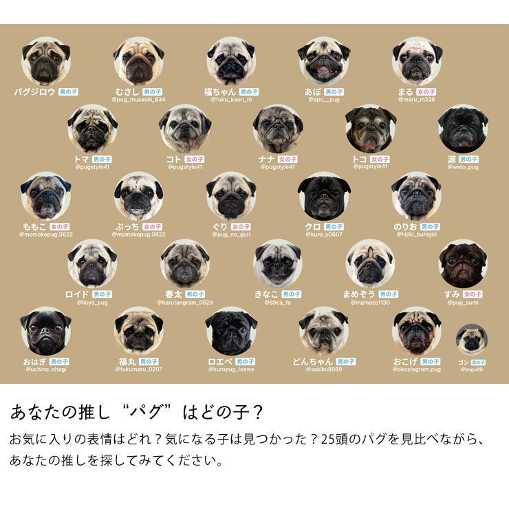 25匹のパグのカードで遊べるパグあわせ