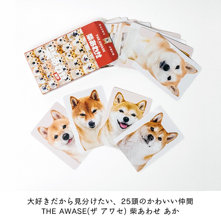 柴犬の写真だけで構成されたトランプカード