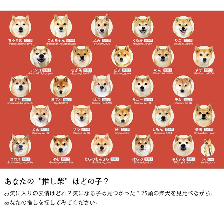 25匹の柴犬のカードで遊べる柴あわせ 赤