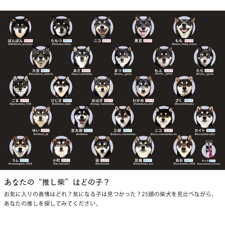 25匹の柴犬のカードで遊べる柴あわせ 黒
